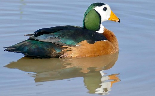 Meet the African Pygmy Goose, the Smallest Waterfowl in the World
