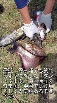 霞ヶ浦で釣った アメリカナマズ 重さを測定！