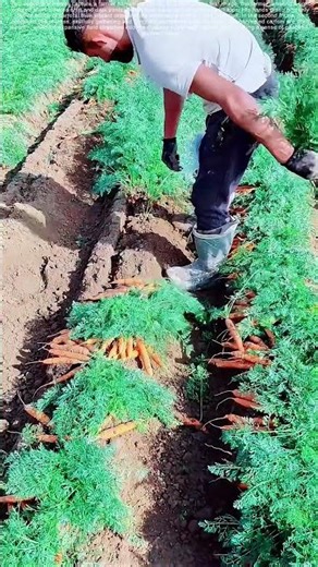 Harvest Harmony: The Art of Carrot Bundling