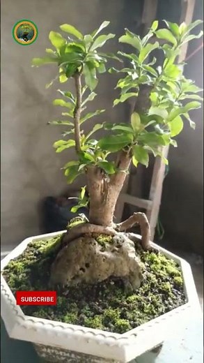 ASOKA #shorts #bonsaiart #bonsai #asoka