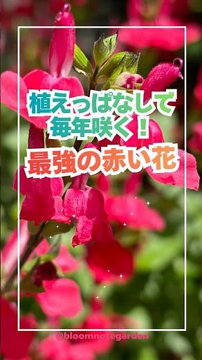 Cherry sage is an incredibly versatile plant that blooms year after year without needing to be re...