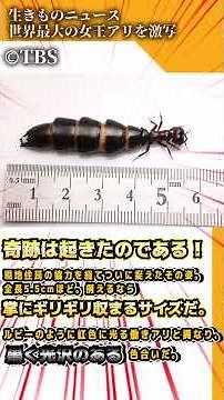 【shorts】衝撃発見！世界最大の女王アリ #クレイジージャーニー #サスライアリ #昆虫 #生物 #解説 #雑学