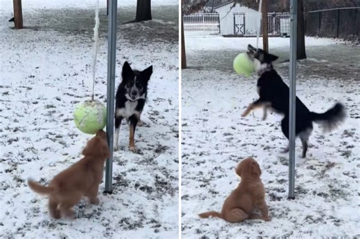 Border collie teaching golden retriever puppy favorite game melts hearts