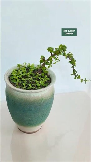 Easy Succulent Tips for Beginners! | 다육이 | 多肉植物