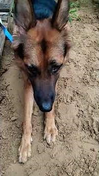 "German Shepherd Having Fun | Cute & Playful Moments"