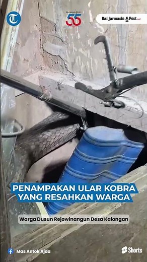 10-Foot Cobra Sighting Terrifies Residents in Ungaran, Semarang