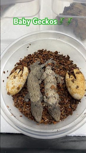 How I Setup Baby Leachie Geckos🦎