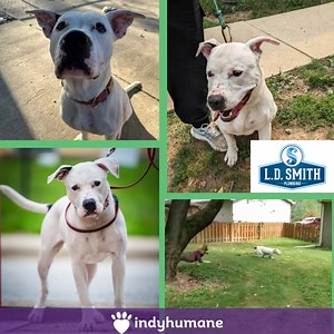 Today's Adoptable Dog is brought to you by Mutt Strut: Biscuits and Brews’ Bronze Sponsor, L.D. Smith Plumbing, Inc.. Mutt Strut: a Biscuits and Brews 5k is presented by Crime Junkie Podcast, an audiochuck production. I'm Bella! I'm what you get when you put love, happiness, and fun in a blender and make a dog out of it! I love to play with other dogs, love affections, and love being pet! I sometimes take a second to warm up to new people but you become my best friend with some pets and snacks. 