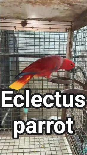 Red Beauty 😍 Female Eclectus Parrot #shorts