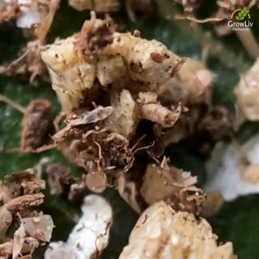 GrowLiv Biologicals on Instagram: "Fungus gnat larvae and thrips pupae may be hidden in the soil, but their damage to crops can be significant. HypoLiv (Hypoaspis miles) is a soil-dwelling predator mite that actively targets these pests, protecting plants right from the root zone. A natural solution that supports healthier crops and sustainable farming practices. Discover How HypoLiv Can Help: https://lnkd.in/gmZeses4 Let nature work for you, GrowLiv Biologicals #HypoaspisMiles #HypoLiv #Biocont