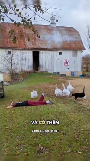 Reactions when the owner is immobile