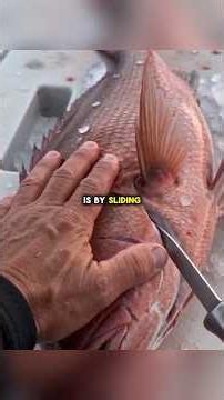 🐟 How Fishermen Turn Fresh Red Snapper Into Perfect Sashimi 🔪 #fishing