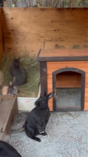 This is Sanctuary Rescue. We’re making big moves over at the Richmond sanctuary, with two new enclosures built and ready to welcome new colonies. With one colony adopted out, we used this opportunity to move an existing colony into a new space and completely overhaul two existing rabbitats. The buns are PSYCHED to have a new, upgraded space. Watching them zoom around and explore their new surroundings is the fuel we need to continue this work. These revamped enclosures will allow us to get dozen