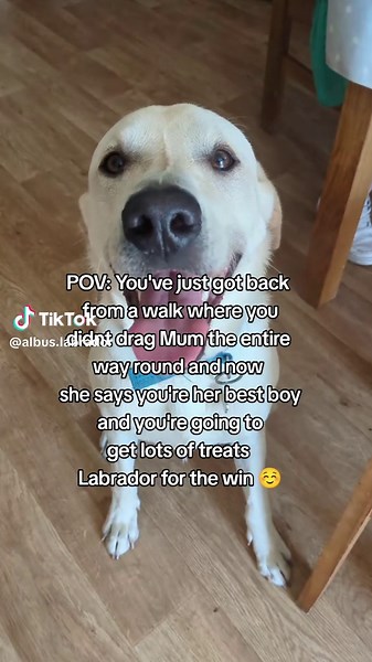 Enjoying a Calm Walk with My Labrador