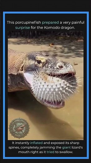 Why You Should Never Mess With a Porcupinefish! #animallife #animals #wildtv