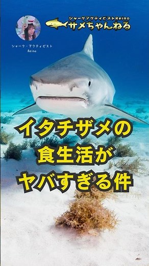 イタチザメの食生活がやばすぎる件、海のゴミ箱 #サメ #サメの保護 #イタチザメ
