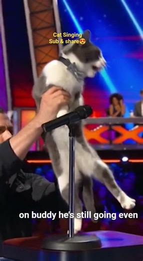The Audition That Broke the Internet 🎤🐱#funnyshorts #funny #pets