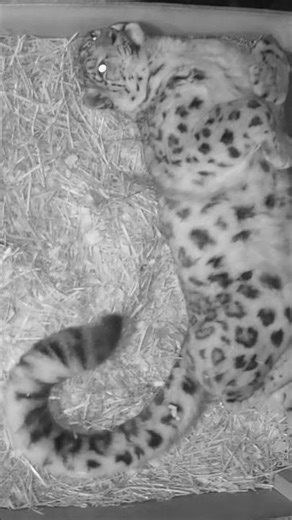 Laila, our snow leopard, sleeping on CCTV 🥺