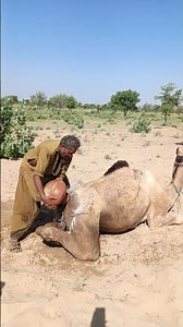 جرّةٌ تتأرجحُ قربَ بطنِ الجمل… وقطراتُ الماءِ تلامسُ جسدَه! 🐪💧😮