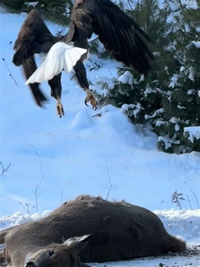 #Bald Eagle eating Deer Carcass on Side of highway
