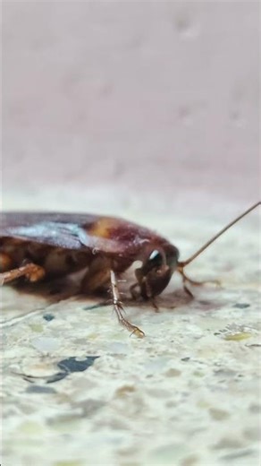 Cockroach, no species identification.