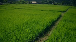 Rice Paddies in Thailand 02 | Free Stock Video Footage