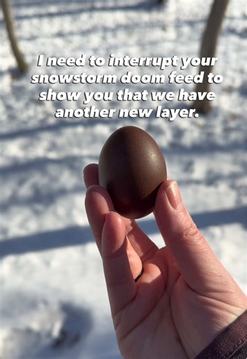 Another one of my backcross olive eggers that I hatched back in July has started laying! I got these hatching eggs from @Burberry Homestead Hatchery and I am so so happy I did! 😍