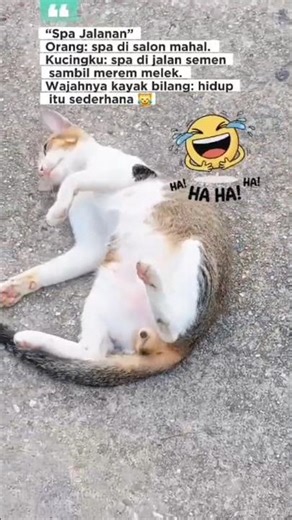 orang spa di salon mahal,kucingku spa di jalan semen #cat #kucingimutlucu #kucing