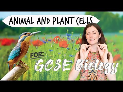 ANIMAL AND PLANT CELLS GCSE Biology 9-1 | Combined Sci (Revision & Qs)