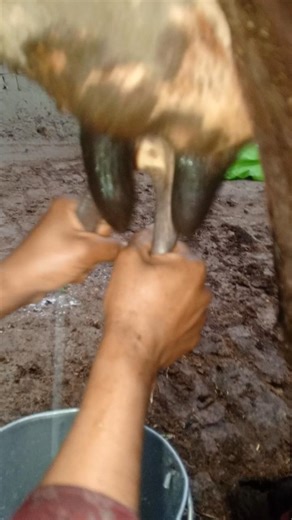 MILK BY HAND VIDEO VARIL AND OUT CLASSSEEN VIRAL VIDEO||#cow #cattleworld #dairyproducts #farming ##