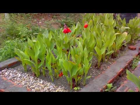 Constructed Wetland - Natural Technology for Wastewater Treatment - Low cost - High Efficiency