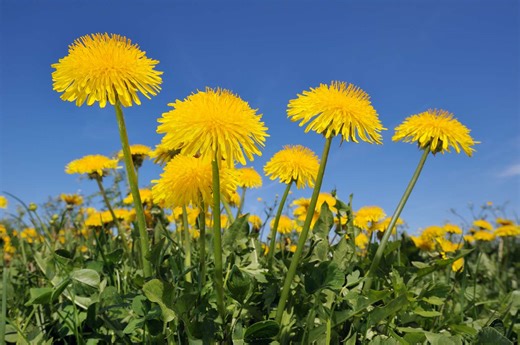 4 Easy Ways to Get Rid of Dandelions Without Chemicals