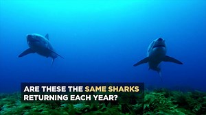 Why are sharks doing this? Find out tonight at 8pm. #ReturntoIsleOfJaws | Discovery Channel UK
