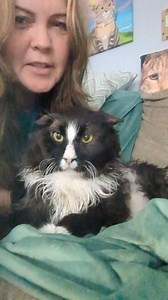 Grumpy old Panda 🐼 More shenanigans with him and Bru 😂 apparently Panda doesn't like when when Bru has zoomies. #katiecats #mycatbru #mycatpanda #feraltofamily #pandathecat #grumpycatsofinstagram | Katie Cats Sims