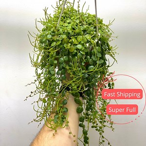 String of Turtles Succulent Plants | Peperomia Prostrata | Turtle Peperomia Trailing | Starter Plant for Gift | Beginner Pet Safe Houseplant - Etsy