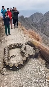 90 reactions | Python vs komodo dragon #wildlife #animal | Lalit Kumar | Facebook