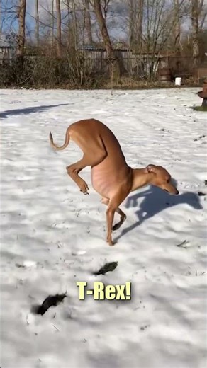 Dog's paws are cold for the snow 🥶😂#funnyanimals #dog