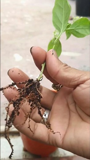 How To Propagate Bougainvillea Plant From Cuttings | Fast Rooting Method #shorts