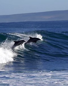 66K views · 6.6K reactions | Surf session with dolphins at Coral Coast, Western Australia. Filmed by Alasdair Evans. #surfing | NobodySurf | Facebook