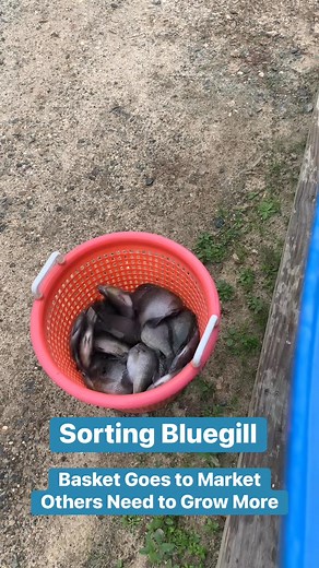#perfectpond #pondpros #pondmanagement | TLC Perfect Pond