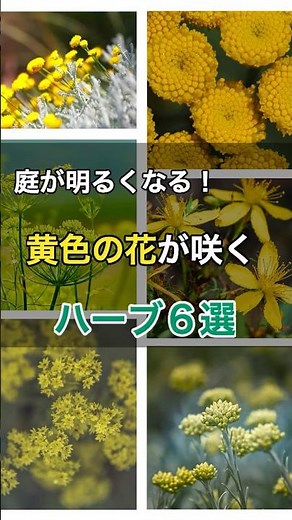 【1分で紹介】黄色い花が咲くハーブ6選｜庭を明るくしてくれる、おすすめの花たち #shorts #ガーデニング