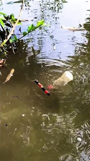 Amazing fishng trup #fishing #bigfish #shorts