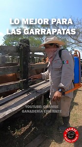 El mejor tratamiento para las garrapatas en el ganado, uno de los problemas mas importantes en el trópico #ganaderia #finca #veterinaria #zootecnia La mejor forma de controlar la garrapata es haciendo una prueba de resistencia y con base en ello podemos decidir el mejor tratamiento #gramse #garrapatas | Gramse Ganaderia Eficiente