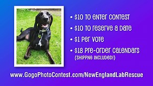 1.1K views · 4 comments | An updated look at our latest calendar entries – Oo la la! There’s still time left to enter, vote, reserve a date, or pre-order a calendar… all proceeds will help us find homes for more labs in need ❤️ | New England Lab Rescue | Facebook