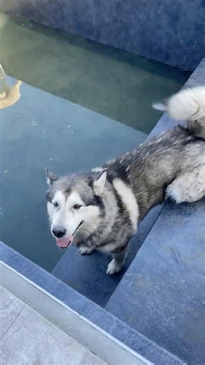 Dog Mayhem in the Pool!
