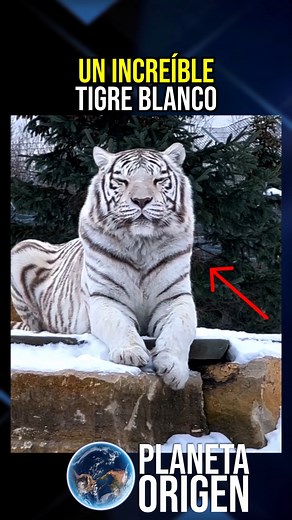 19K views · 620 reactions | Animales albinos #reelsviralシ #curiosidades #viralpost #animales #parati #Dios #viralvideo | Planeta Origen | Facebook