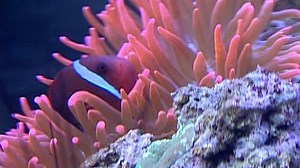 Baby Neptune Discovering Water 2004 DVD