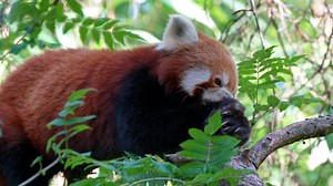 Panda Rojo Pequeño Oso Gato - Free video on Pixabay