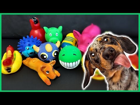 Your Dog's FAVORITE Squeaky Toy Sounds (Guaranteed Tail Wags)