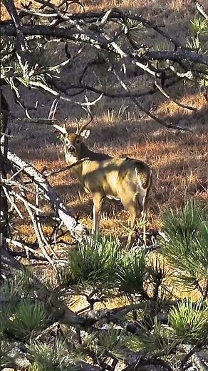 Chasing Giants: Buck Hunting Adventure #BuckHunting #DeerHunting #BigBuck #HuntingSeason #TrophyBuck